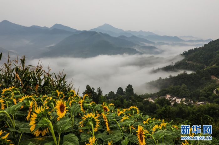 7月24日,在安徽黄山歙县霞坑镇石潭风景区,游客在盛开的金黄色向日葵