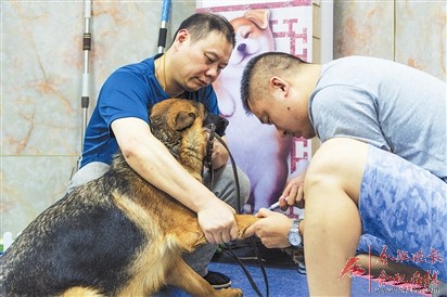 CSV德国牧羊犬俱乐部在合开展认证活动