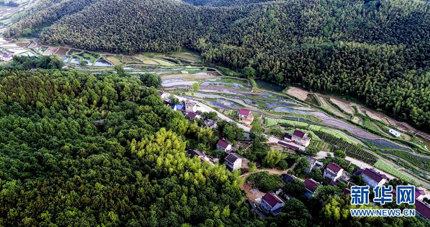 5月4日,航拍庐江县龙桥镇凌安山区万亩竹海.新华网发(左学长摄)