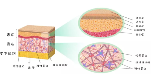 胶原蛋白,弹性蛋白还有玻尿酸分布在真皮层的胞外基质里,也就是表皮