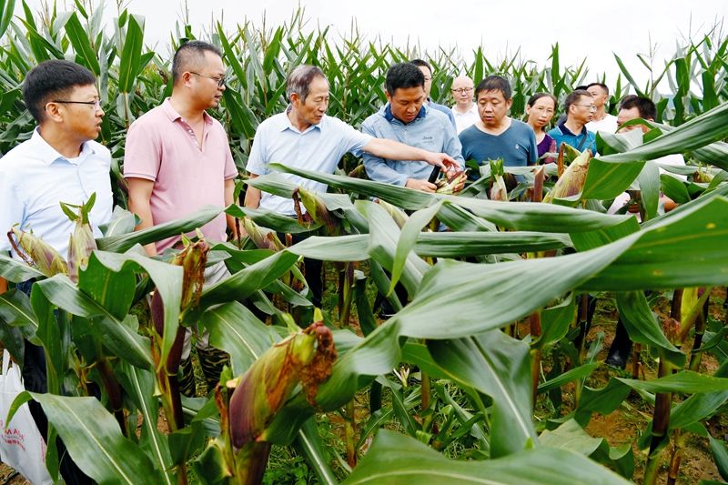 专家与种植大户查看黑糯玉米长势.