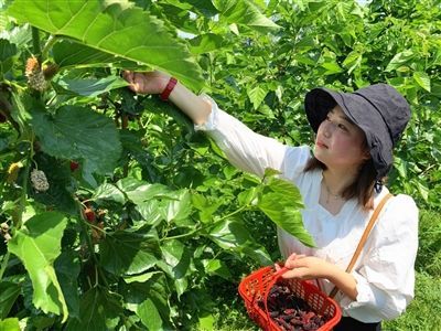 4月29日,位于黄山市徽州区岩寺镇祊塘村后美自然村的桑葚基地里一颗颗